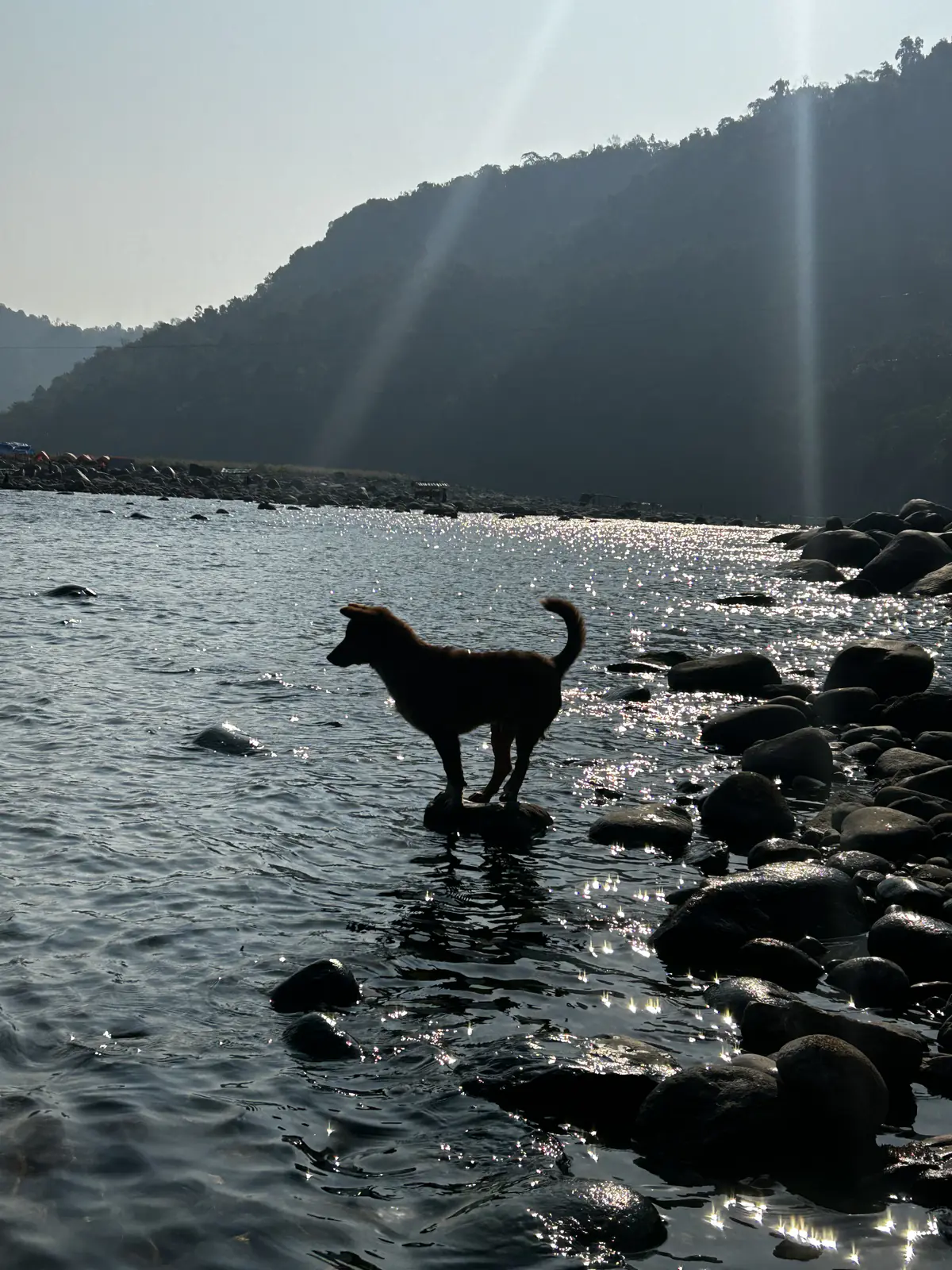 A dog standing on rocks in the Dawki river