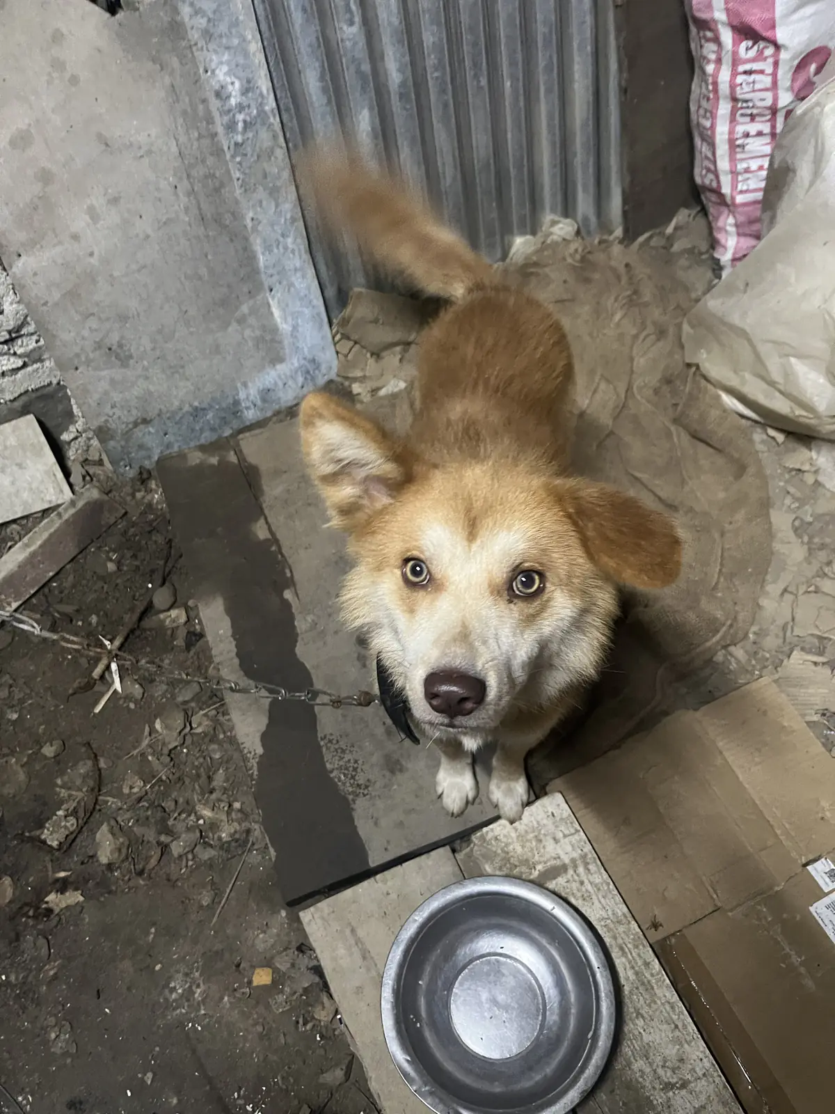 A dog looking up in Nagaland