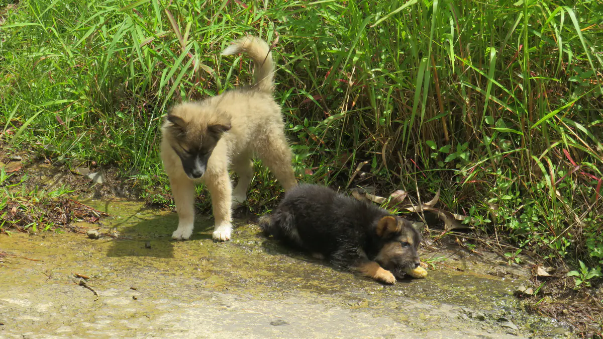 Puppies in Nagaland