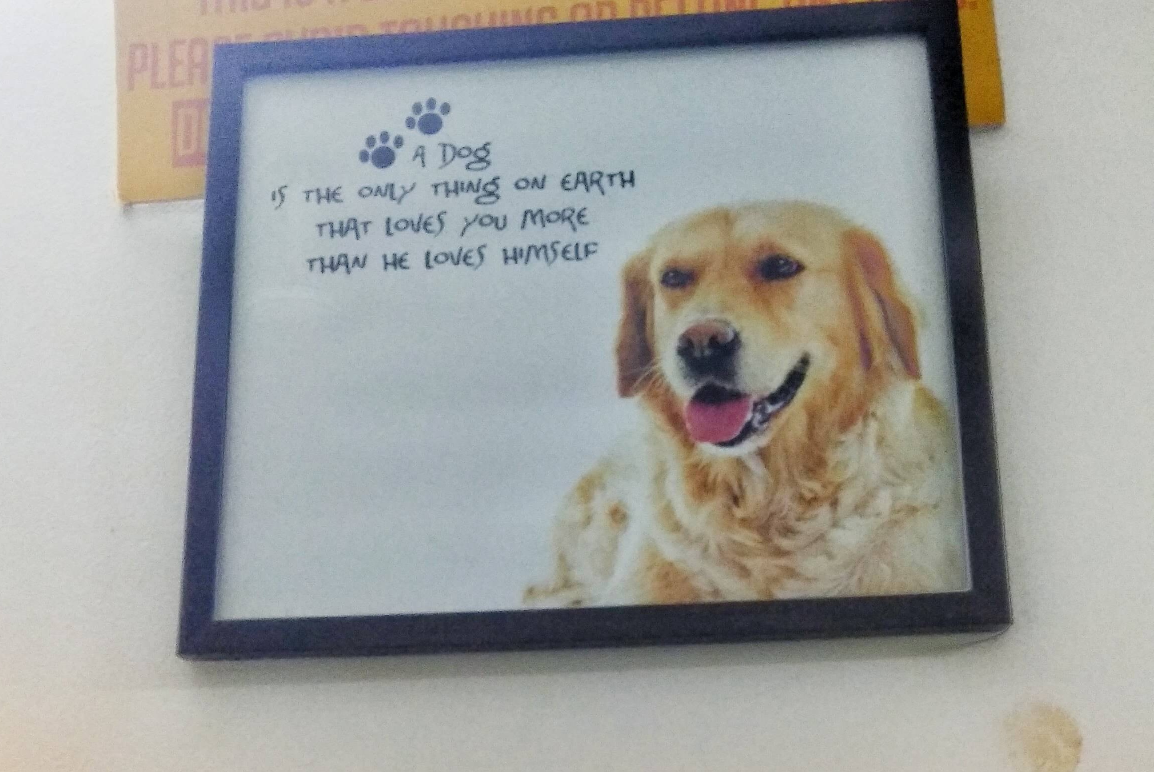  Picture of a quote about a dog's unconditional love