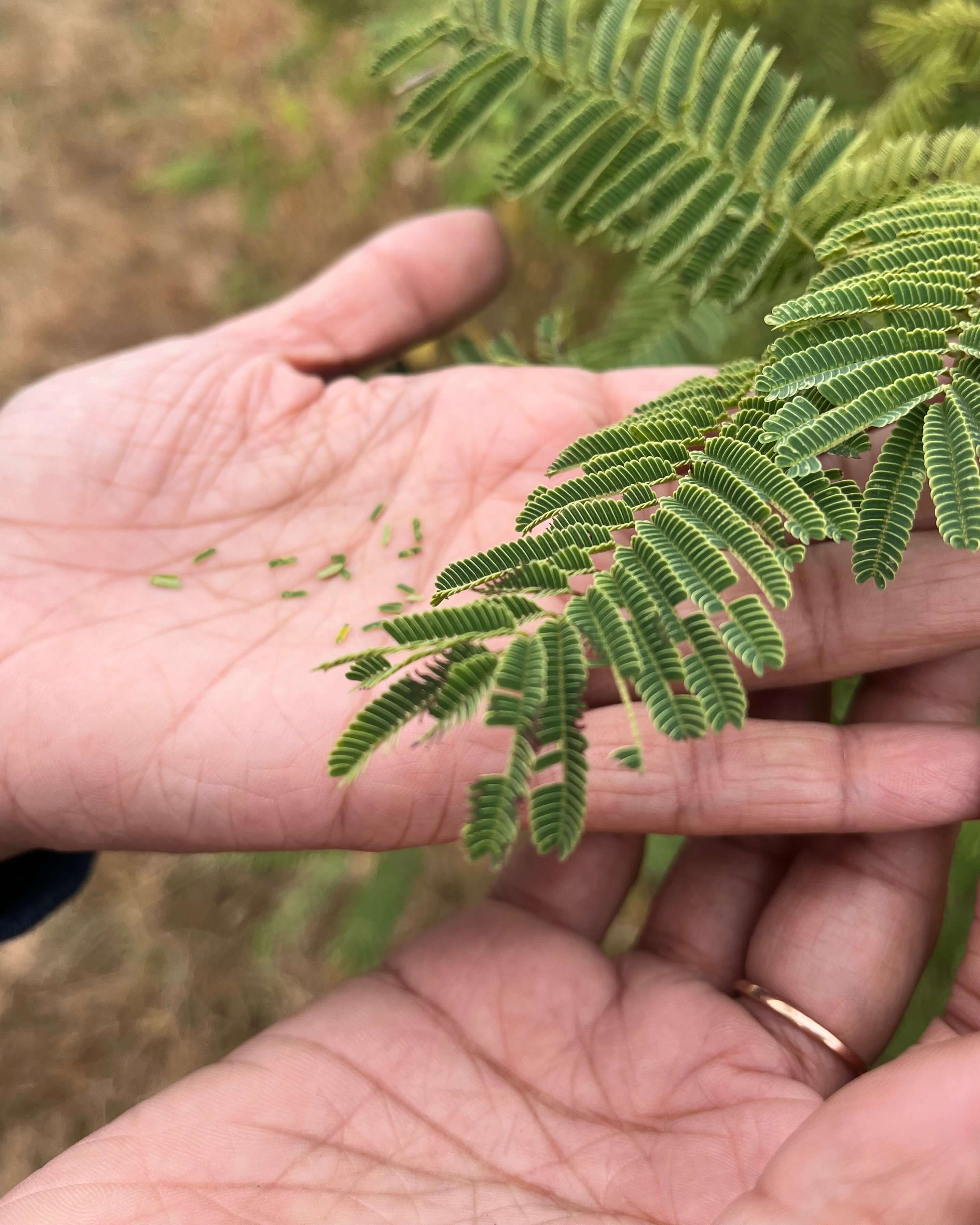 Trying to Cure the Incurable